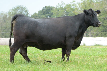 Pitts Elga Erica 8132 1185