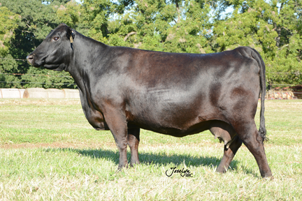 SydGen Blackcap 9310